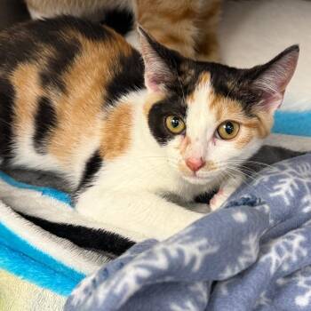 Uranus -  Domestic Short Hair Cat for Adoption in Mentor, Ohio - Uranus | PetCurious