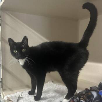 Domestic Short Hair Cats Available for Adoption - Mallory | PetCurious