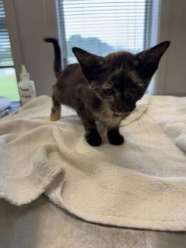 Mary -  Domestic Short Hair Cat for Adoption in Lafayette, Indiana - Mary | PetCurious