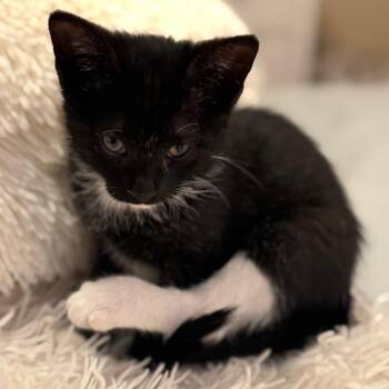 Harmony -  Domestic Short Hair Cat Available for Adoption in Columbia, Missouri - Harmony | PetCurious