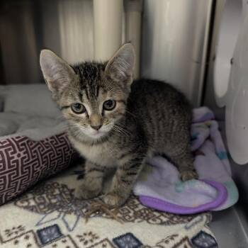Shiitake -  Domestic Short Hair Cat for Adoption in Detroit Lakes, Minnesota - Shiitake | PetCurious
