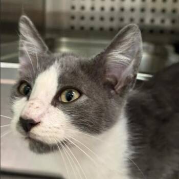 Gloopy -  Domestic Short Hair Cat for Adoption in Austin, Texas - Gloopy | PetCurious