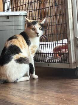 Violet -  Domestic Short Hair Cat Available for Adoption in Cumming, Georgia - Violet | PetCurious