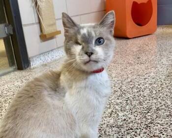 String Bean -  Siamese and Domestic Short Hair Cat for Adoption in Golden Valley, Minnesota - String Bean | PetCurious