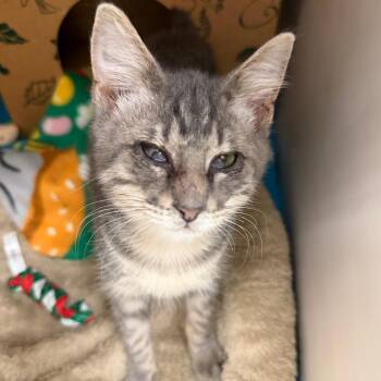 Odysseus -  Domestic Short Hair Cat for Adoption in Sarasota, Florida - Odysseus | PetCurious