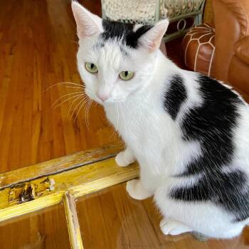 Apollo -  Domestic Short Hair Cat for Adoption in Los Angeles, California - Apollo | PetCurious