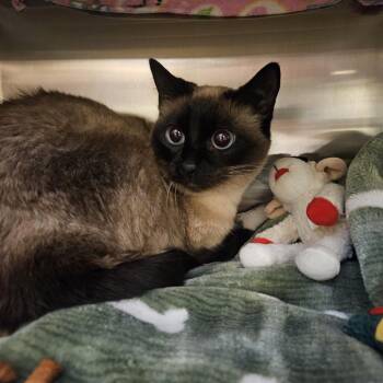Allie -  Siamese Cat for Adoption in Port Townsend, Washington - Allie | PetCurious