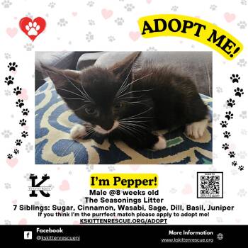 Rescue Domestic Short Hair Cats for Adoption in OSBORNVILLE, New Jersey - Pepper | PetCurious