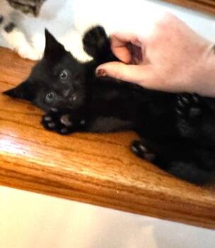 KITTEN TURTLE -  Domestic Short Hair Cat for Adoption in Franklin, Tennessee - KITTEN TURTLE | PetCurious