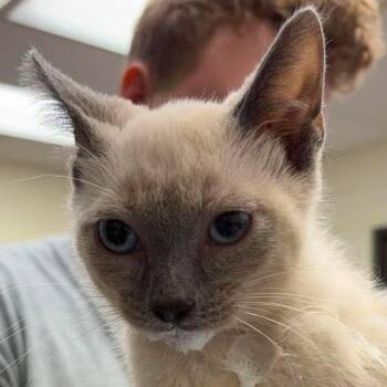 Jasmine 26-06-107 -  Domestic Short Hair and Siamese Cat for Adoption in Bastrop, Texas - Jasmine 26-06-107 | PetCurious