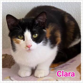 Domestic Short Hair Cats Available for Adoption in North Saint Paul, Minnesota - Clara | PetCurious