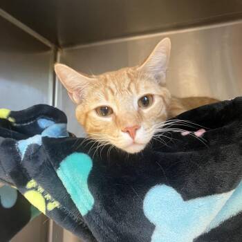Fuzzy -  Domestic Short Hair Cat Available for Adoption in Fort Wayne, Indiana - Fuzzy | PetCurious