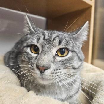 Domestic Short Hair Cats Available for Adoption - McDonald | PetCurious