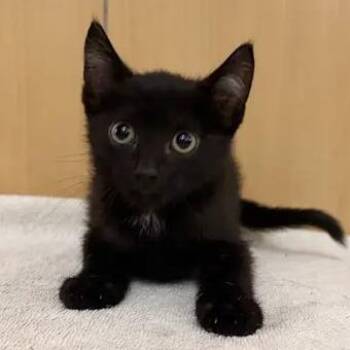 Doug -  Domestic Short Hair Cat for Adoption in Brentwood, Missouri - Doug | PetCurious