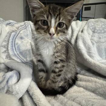 Rescue Tabby Cats for Adoption in Austin, Texas - Bailey - Extra Sweet And BFF’s With Firefly | PetCurious