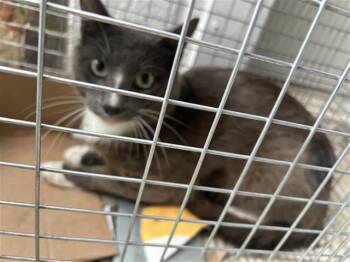 A657152 -  Domestic Short Hair Cat for Adoption in Houston, Texas - A657152 | PetCurious