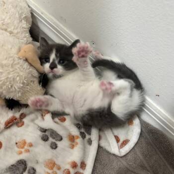 Eliana -  Domestic Short Hair Cat for Adoption - Eliana | PetCurious