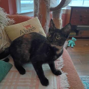 Rescue Domestic Short Hair Cats for Adoption in Myrtle Beach, South Carolina - Razzmatazz | PetCurious