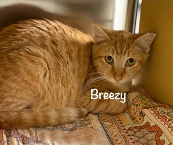 Rescue Tabby Cats for Adoption in Phoenix, Arizona - Breezy (call 602-692-1499 To Meet Breezy) | PetCurious