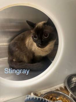 Domestic Short Hair Cats Available for Adoption in Hilton Head Island, South Carolina - Stingray | PetCurious