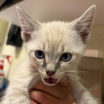 Domestic Short Hair Cats Available for Adoption in Asheville, North Carolina - Blinky | PetCurious