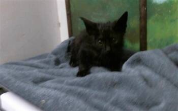 Domestic Short Hair Cats Available for Adoption in Houston, Texas - BINX | PetCurious