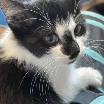 Domestic Short Hair Cats Available for Adoption - Rocky Road (bonded With Oreo Blizzard) | PetCurious