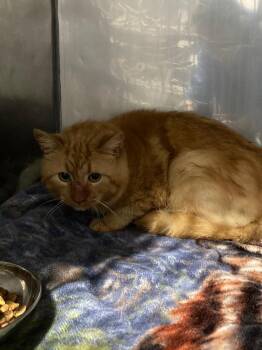 Domestic Short Hair Cats Available for Adoption in Pierceton, Indiana - Tater Tot | PetCurious