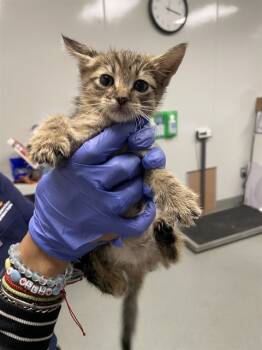 Rescue Domestic Short Hair Cats for Adoption in Ontario, California - NEEDS A FOSTER | PetCurious