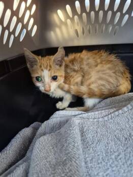 If-10 -  Domestic Short Hair Cat for Adoption in Lawrenceville, Georgia - If-10 | PetCurious