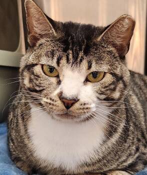 Marco -  Domestic Short Hair Cat for Adoption in San Antonio, Texas - Marco | PetCurious