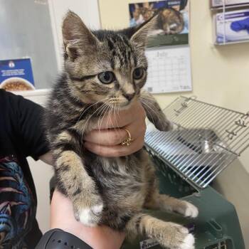 Mushu -  Domestic Short Hair Cat for Adoption in Monroe, Louisiana - Mushu | PetCurious