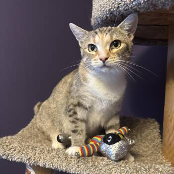 Diane -  Domestic Short Hair Cat for Adoption in Hartville, Ohio - Diane | PetCurious