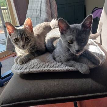 Will & Grace -  Domestic Short Hair Cat for Adoption in Syracuse, New York - Will & Grace | PetCurious