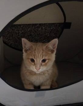 Rescue Domestic Short Hair Cats for Adoption in South Bend, Indiana - Thunder * IN FOSTER * | PetCurious