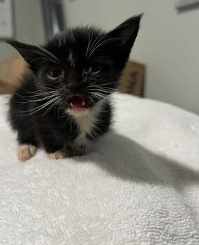 Rescue Domestic Short Hair Cats for Adoption in Labelle, Florida - Spike | PetCurious