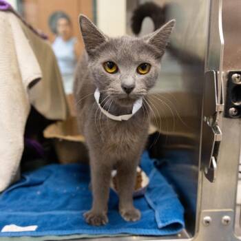 Byte -  Domestic Short Hair Cat for Adoption in Pasadena, California - Byte | PetCurious