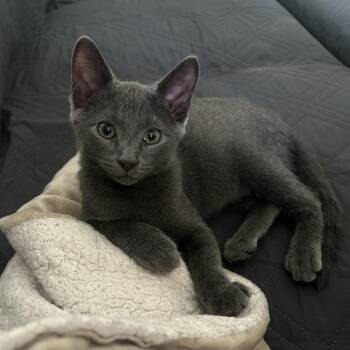 LaMancha -  Domestic Short Hair Cat for Adoption in St. Louis, Missouri - LaMancha | PetCurious