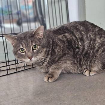 Domestic Short Hair Cats Available for Adoption - Guinness | PetCurious