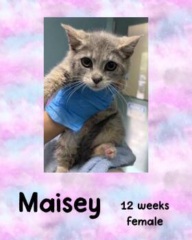 Domestic Short Hair Cats Available for Adoption in Holbrook, New York - MAISEY | PetCurious
