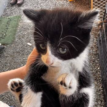 Biscotti -  American Shorthair Cat for Adoption in Newberg, Oregon - Biscotti | PetCurious