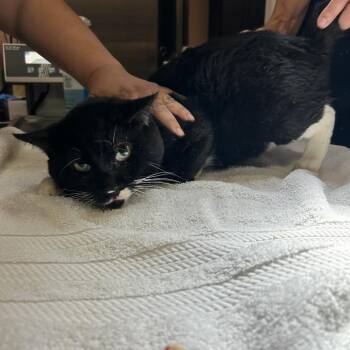 C8 -  American Shorthair Cat for Adoption in Portland, Texas - C8 | PetCurious