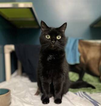 Tipi -  Domestic Short Hair Cat for Adoption in Montreal, Quebec - Tipi | PetCurious