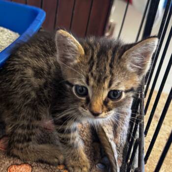 Rescue Domestic Short Hair Cats for Adoption in Clarksdale, Mississippi - Loki | PetCurious