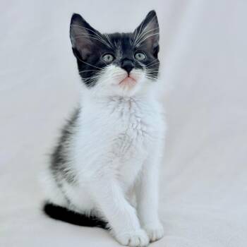 Vidia -  Domestic Short Hair Cat for Adoption in Cumming, Georgia - Vidia | PetCurious