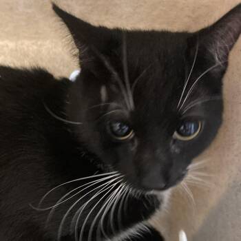 Domestic Short Hair Cats Available for Adoption in Philadelphia, Pennsylvania - Soxy Boy | PetCurious