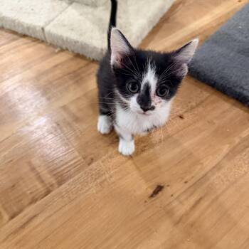 Domestic Short Hair Cats Available for Adoption in Crown Point, Indiana - Daisy  | PetCurious