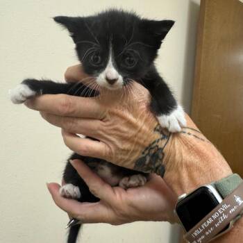 Willow -  Domestic Short Hair Cat for Adoption in Lake Panasoffkee, Florida - Willow | PetCurious