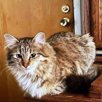 Tabby Cats Available for Adoption - Fuzz Bucket | PetCurious