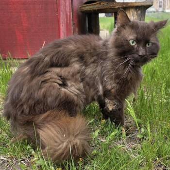 Cola -  Domestic Long Hair Cat for Adoption in Bismarck, North Dakota - Cola | PetCurious
